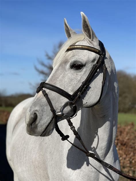 miss dior horse|Miss Dior Thoroughbred Horse Profile .